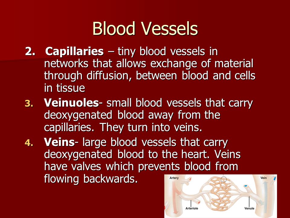 Blood Vessels 2. Capillaries – tiny blood vessels in networks that allows exchange of material through diffusion, between blood and cells in tissue.