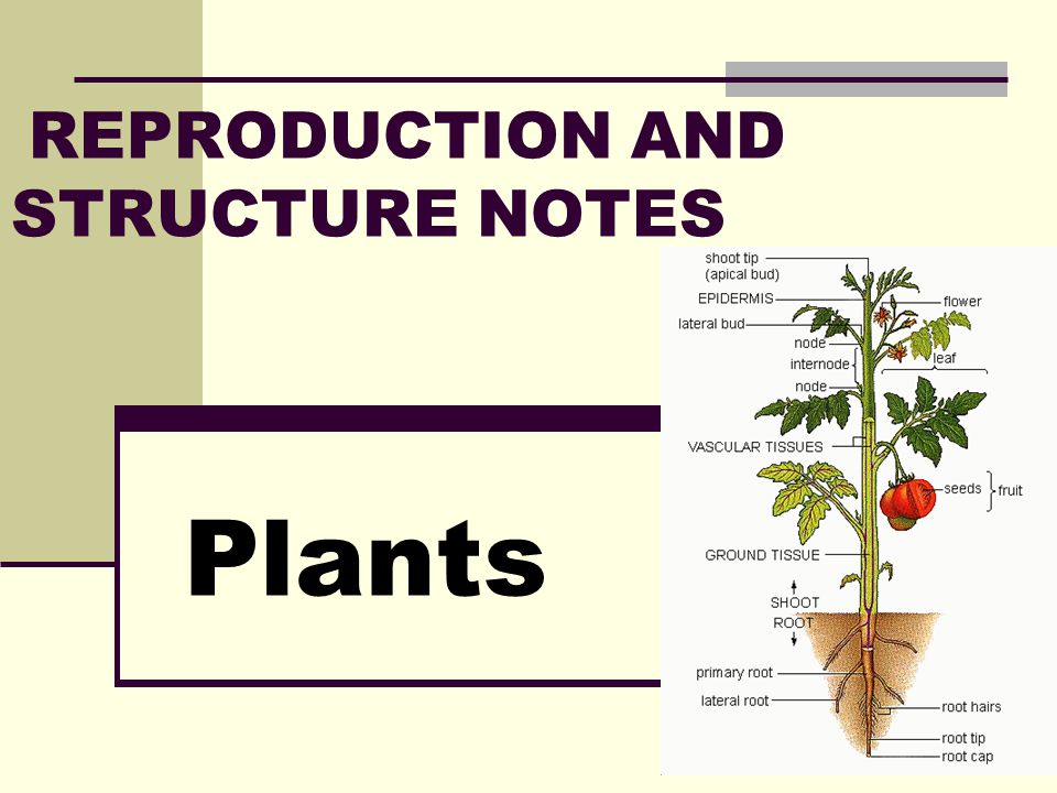 REPRODUCTION AND STRUCTURE NOTES