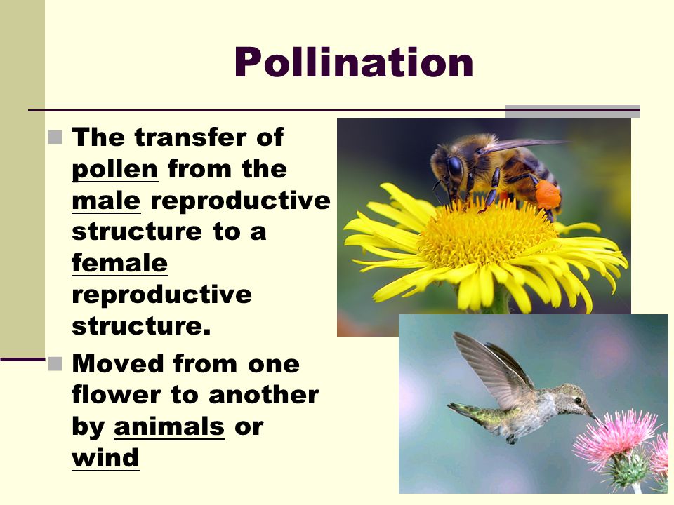 Pollination The transfer of pollen from the male reproductive structure to a female reproductive structure.