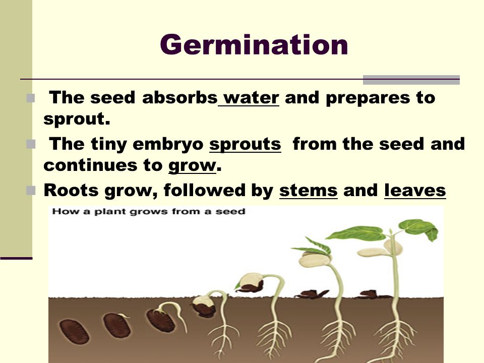 Germination The seed absorbs water and prepares to sprout. The tiny embryo sprouts from the seed and continues to grow.