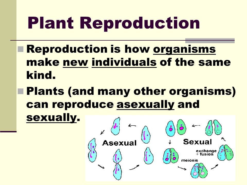 Plant Reproduction Reproduction is how organisms make new individuals of the same kind.