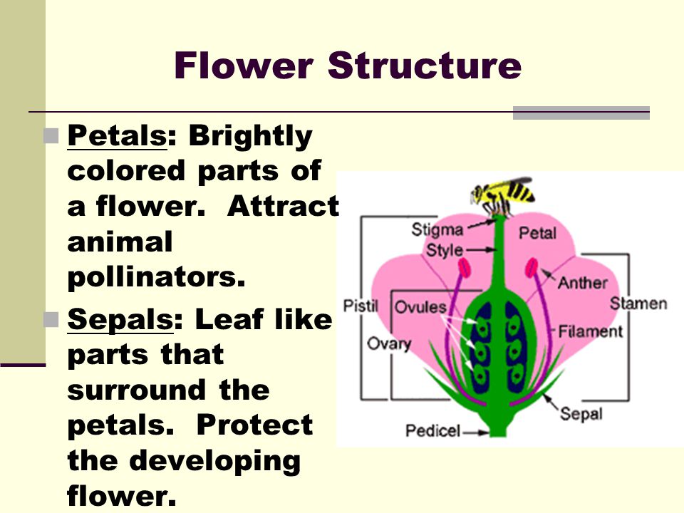 Flower Structure Petals: Brightly colored parts of a flower. Attract animal pollinators.