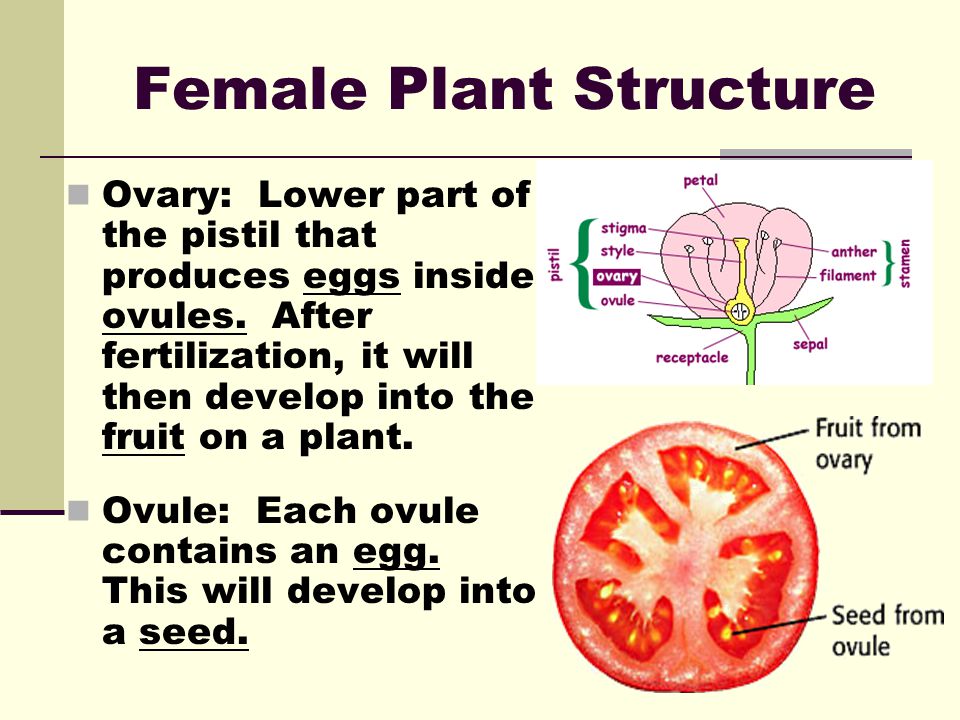 Female Plant Structure