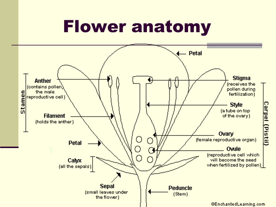Flower anatomy