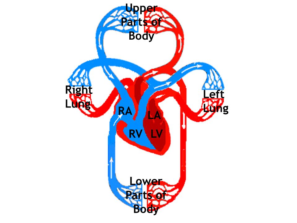 Upper Parts of Body Right Lung Left Lung RA LA RV LV Lower Parts of Body