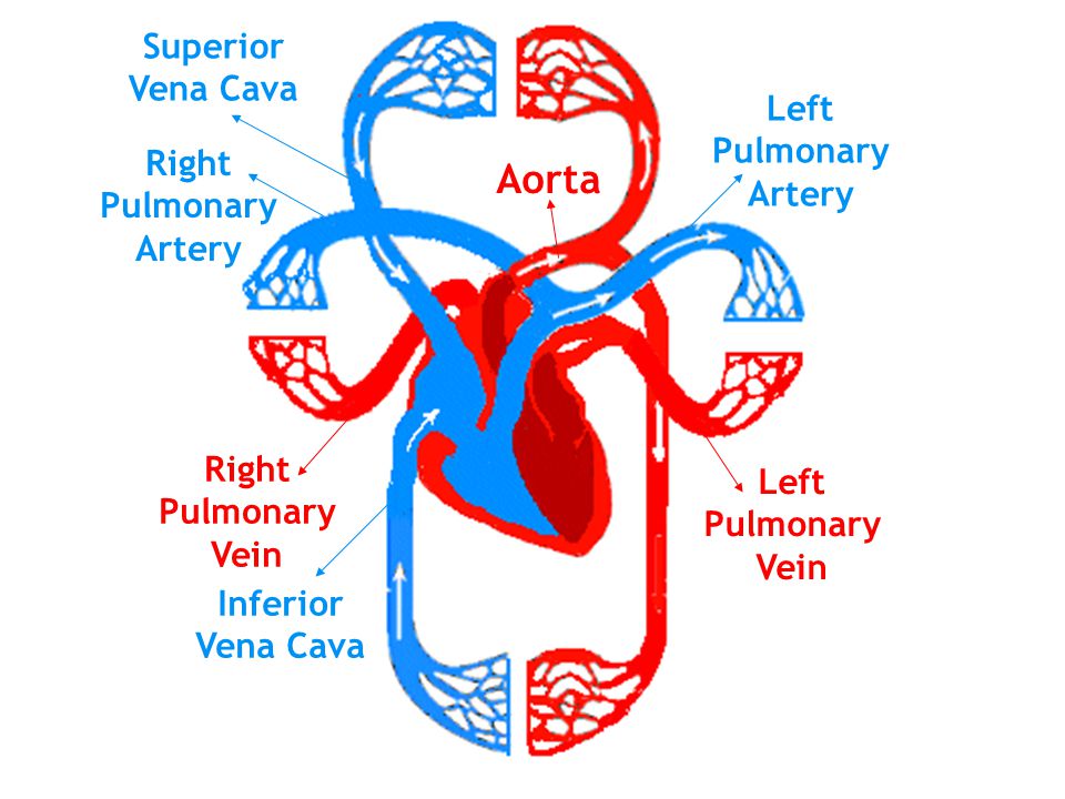 Right Pulmonary Artery