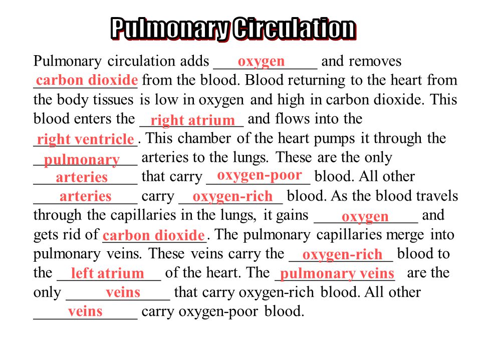 Pulmonary Circulation