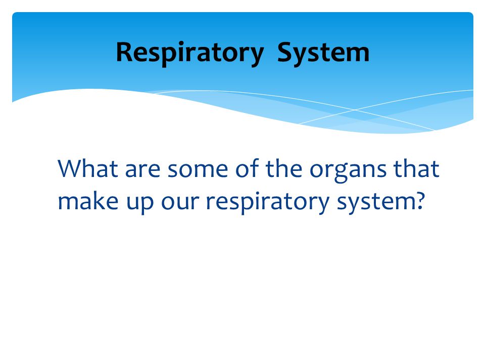Respiratory System What are some of the organs that make up our respiratory system