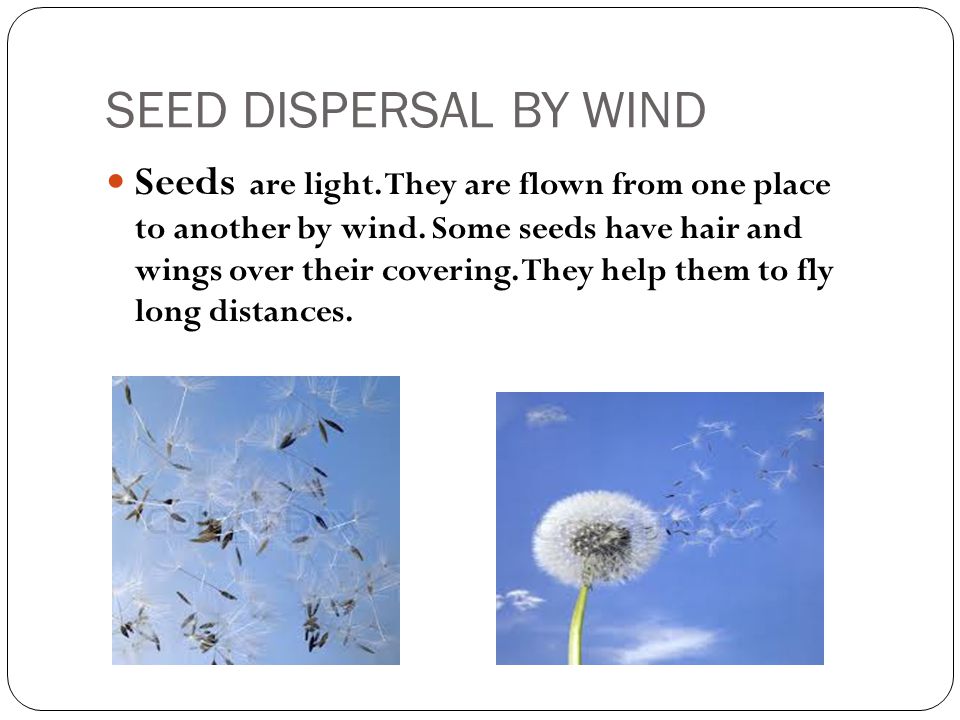 Seeds And Seeds Lesson Ppt Video Online Download