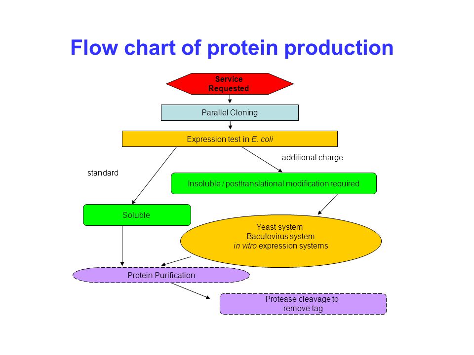 Protein Production Flow Chart