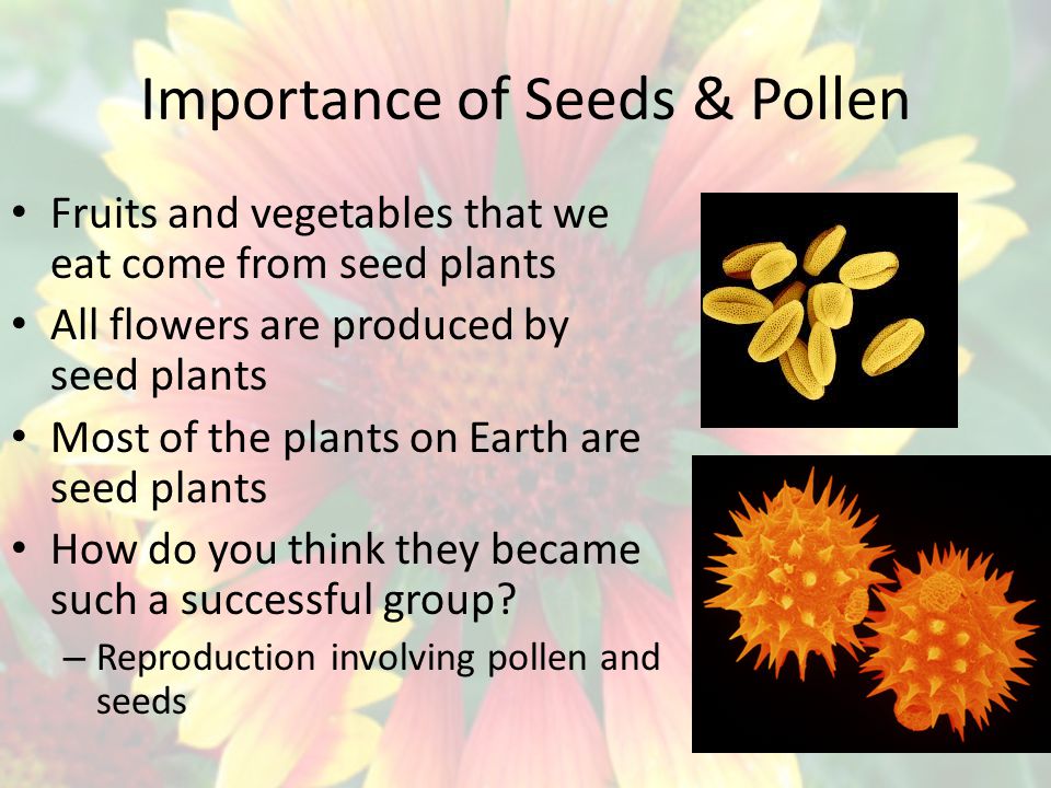 Seed Reproduction Chapter 7 Section Ppt Download Seed Reproduction Chapter 7 Section Ppt Download
