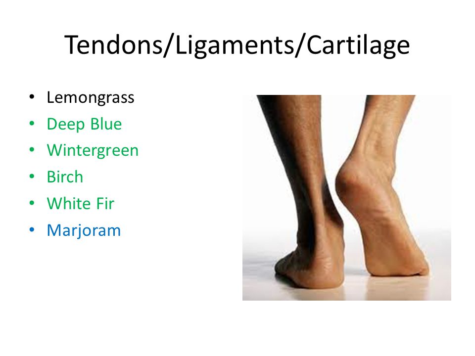 Tendons/Ligaments/Cartilage