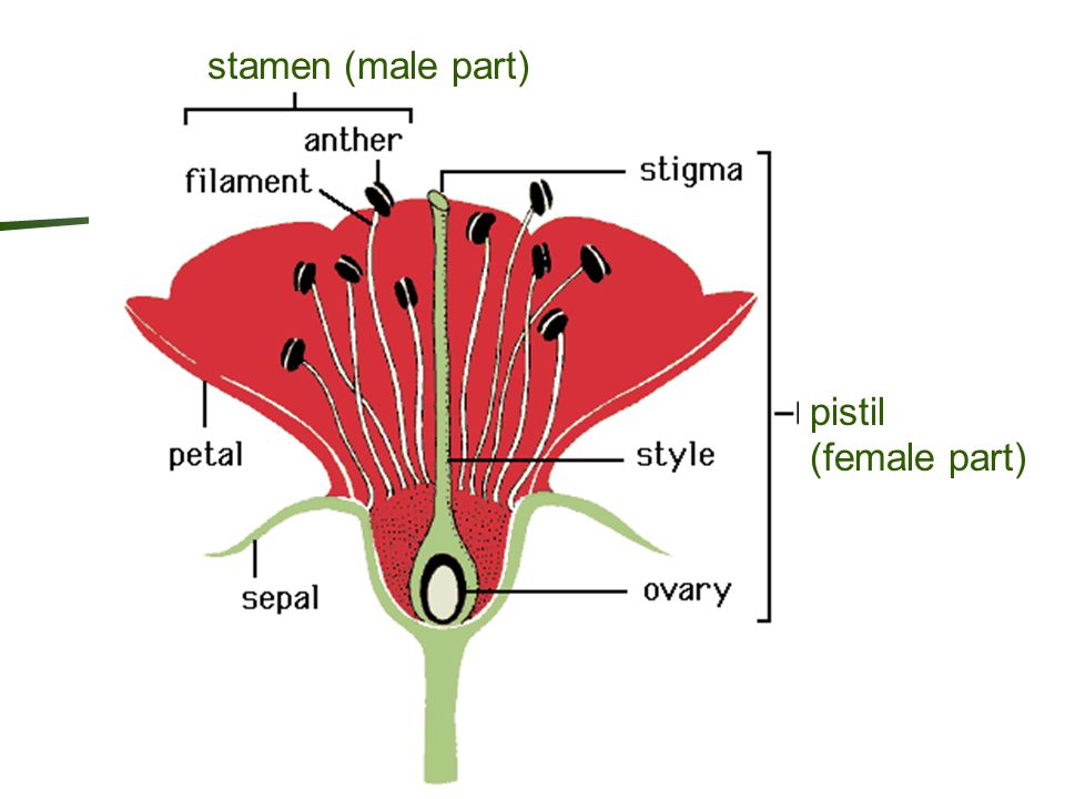 stamen (male part) pistil (female part)