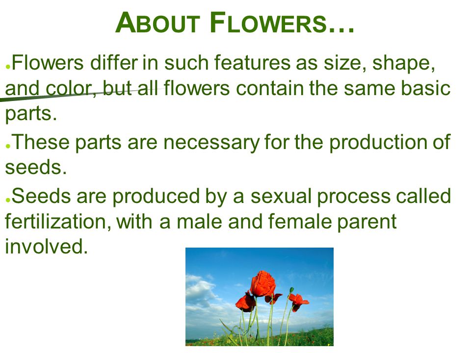 About Flowers… Flowers differ in such features as size, shape, and color, but all flowers contain the same basic parts.