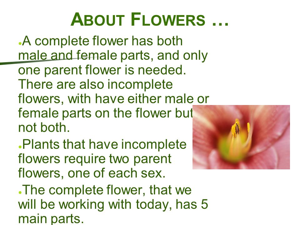 About Flowers …