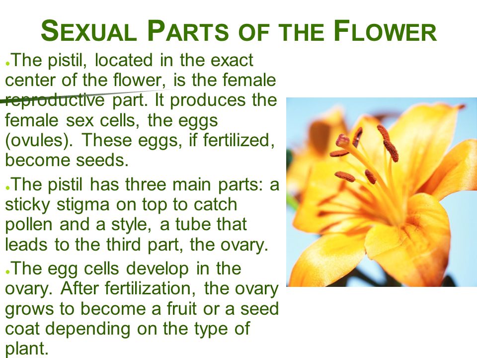Sexual Parts of the Flower