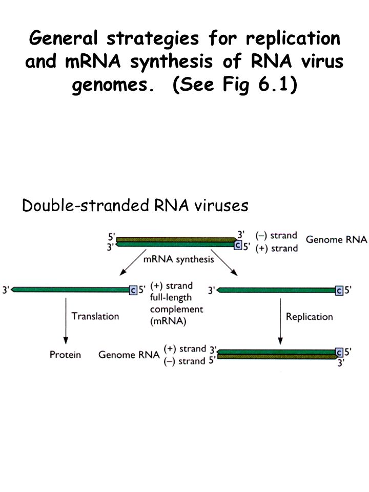 Mechanisms Of Viral Rna Synthesis Ppt Video Online Download Mechanisms Of Viral Rna Synthesis Ppt Video Online Download