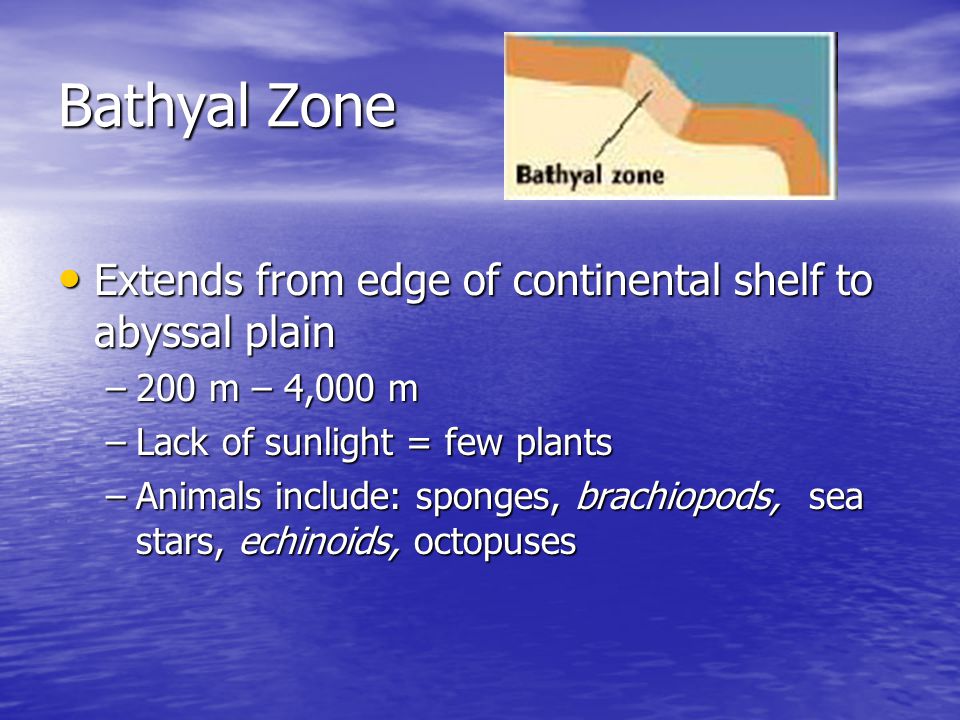 Bathyal Zone Extends from edge of continental shelf to abyssal plain