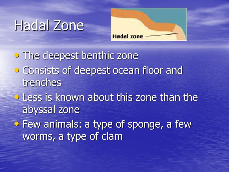 Hadal Zone The deepest benthic zone