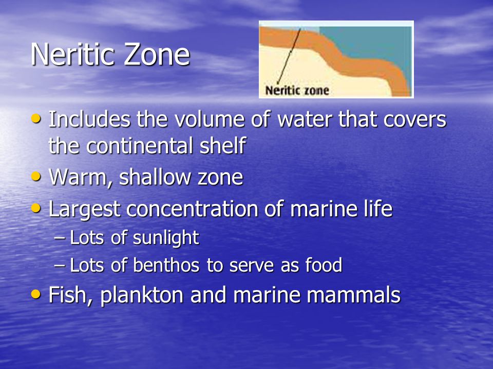 Neritic Zone Includes the volume of water that covers the continental shelf. Warm, shallow zone. Largest concentration of marine life.