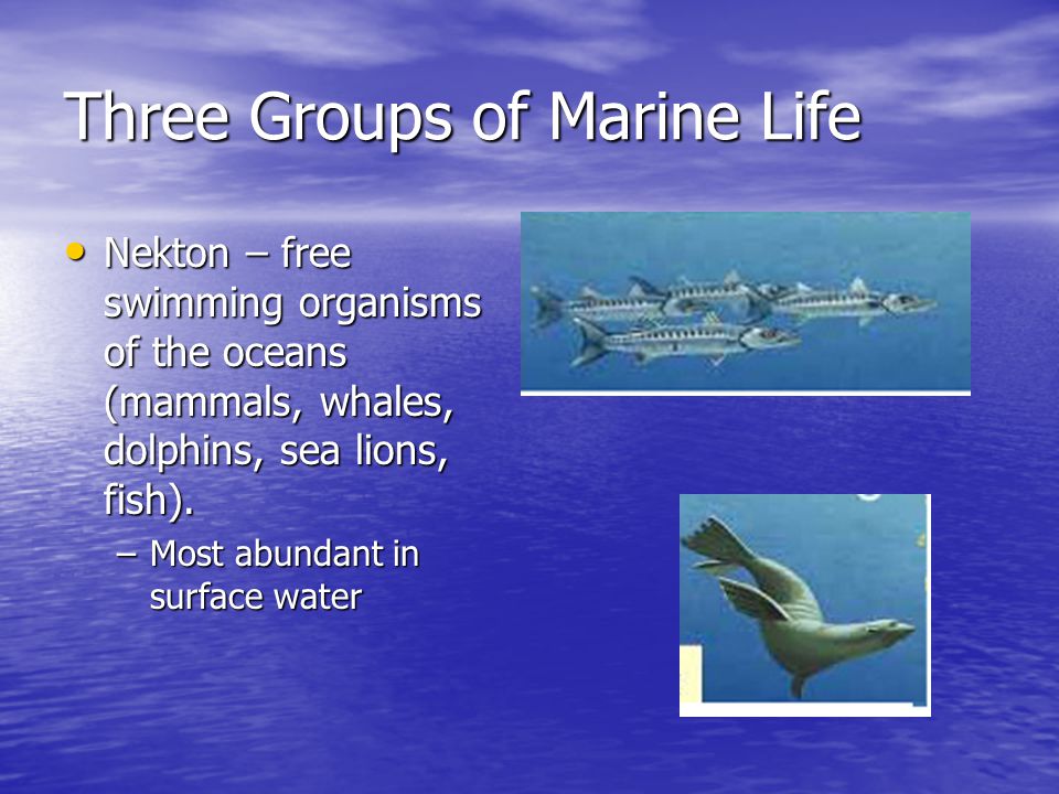 Three Groups of Marine Life