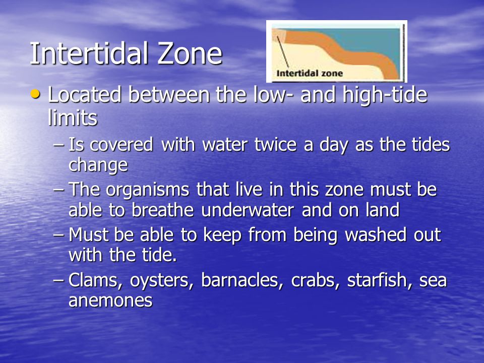 Intertidal Zone Located between the low- and high-tide limits