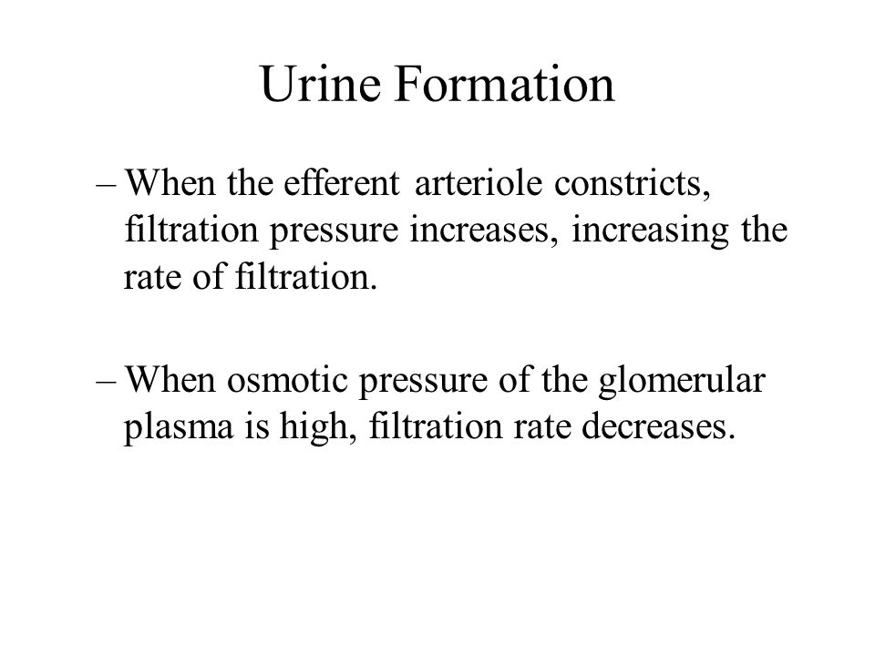 Urinary System Chapter 17 Bio Ppt Download