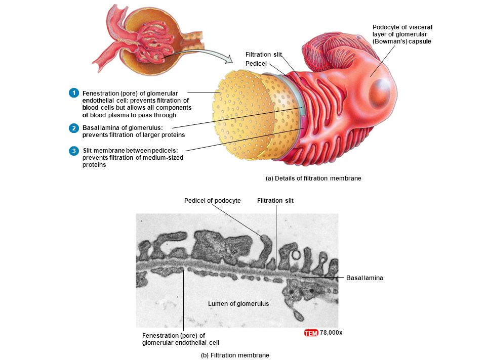 Filtration slit Pedicel of podocyte. Fenestration (pore) of. glomerular endothelial cell. Basal lamina.