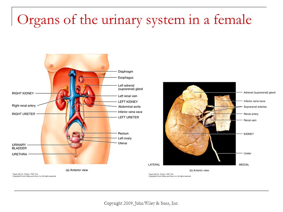 Organs of the urinary system in a female