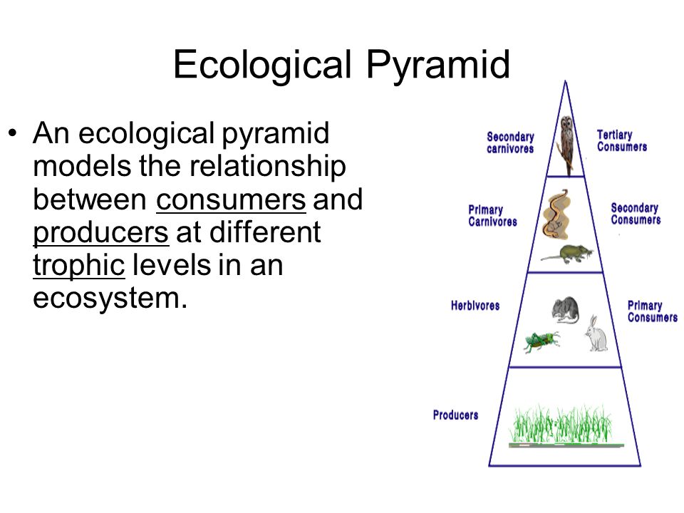 Ecological Pyramid An ecological pyramid models the relationship between consumers and producers at different trophic levels in an ecosystem.