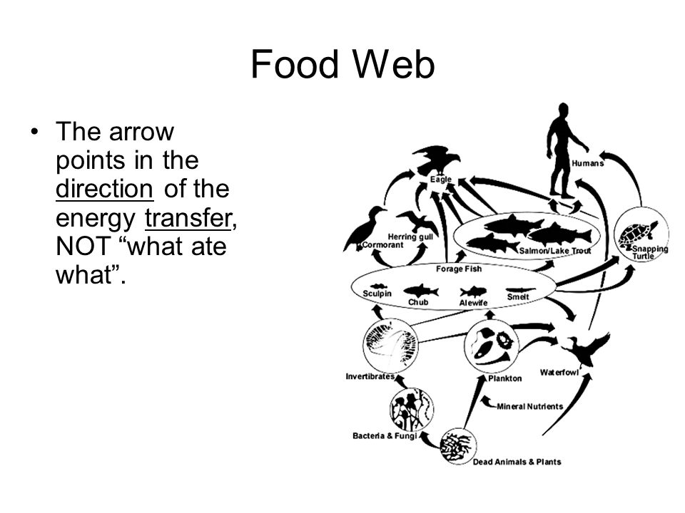 Food Web The arrow points in the direction of the energy transfer, NOT what ate what .