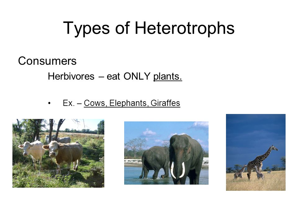 Types of Heterotrophs Consumers Herbivores – eat ONLY plants.