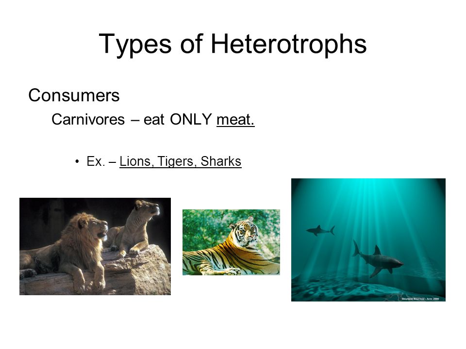 Types of Heterotrophs Consumers Carnivores – eat ONLY meat.