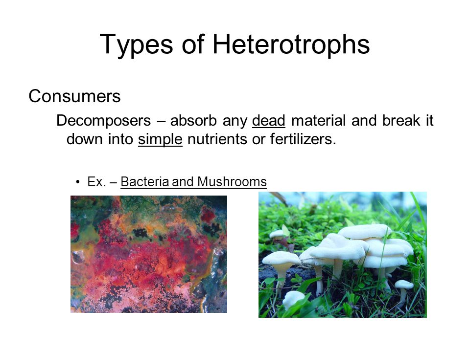 Types of Heterotrophs Consumers