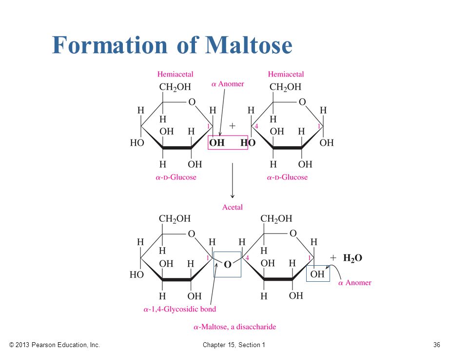 Formation of Maltose