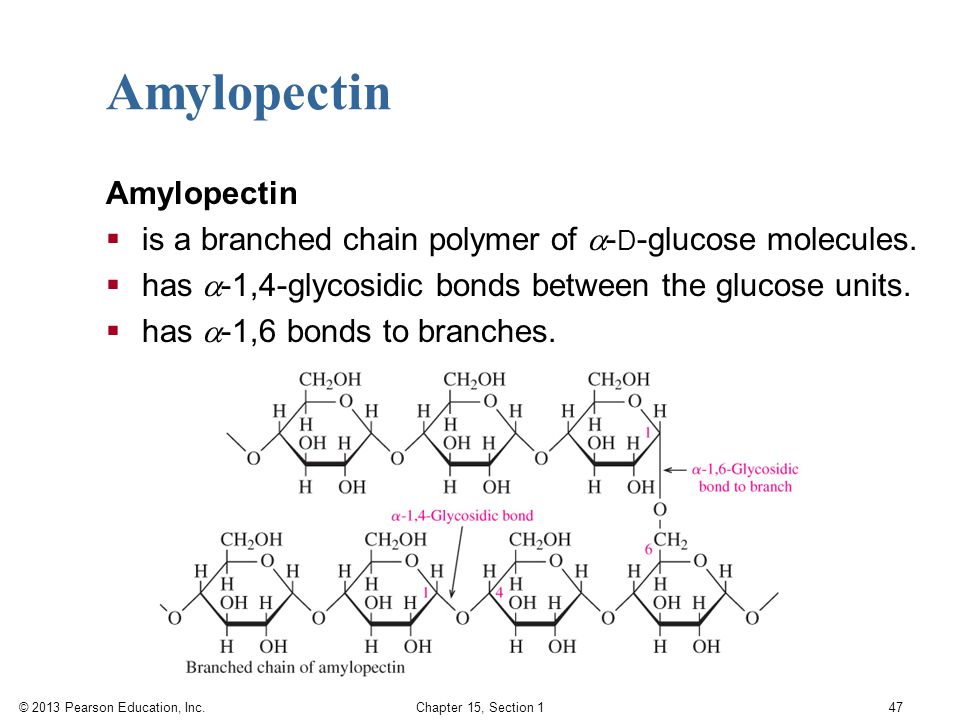 Amylopectin Amylopectin