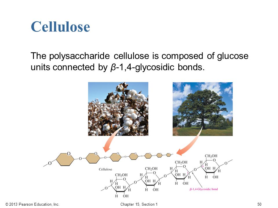 Cellulose The polysaccharide cellulose is composed of glucose units connected by β-1,4-glycosidic bonds.