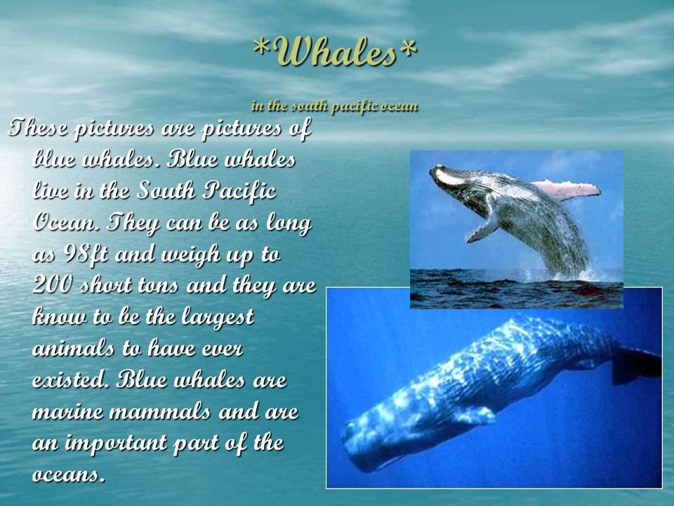 Animals in the South Pacific Ocean - ppt video online download