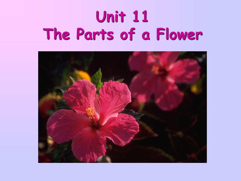 Unit 11 The Parts of a Flower
