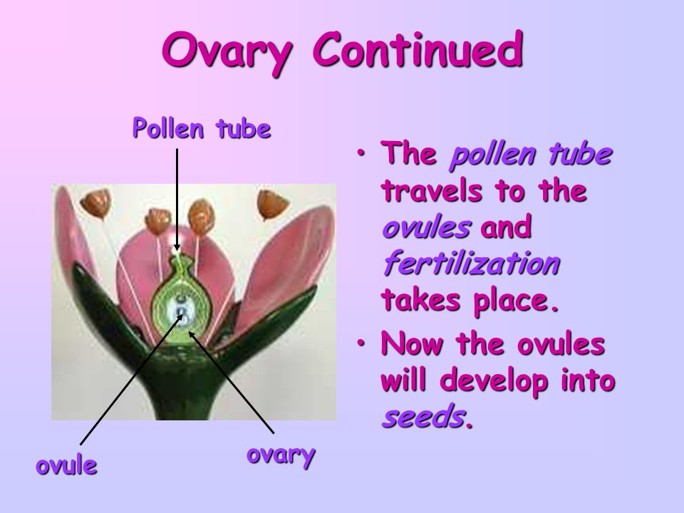 Ovary Continued Pollen tube. The pollen tube travels to the ovules and fertilization takes place. Now the ovules will develop into seeds.