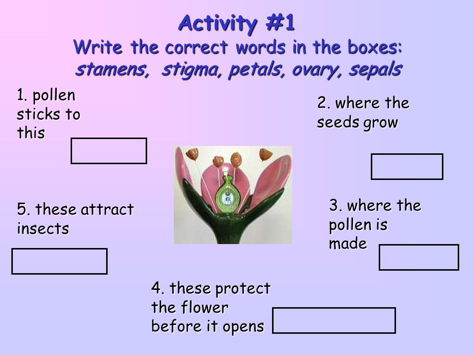 Activity #1 Write the correct words in the boxes: stamens, stigma, petals, ovary, sepals. 1. pollen sticks to this.
