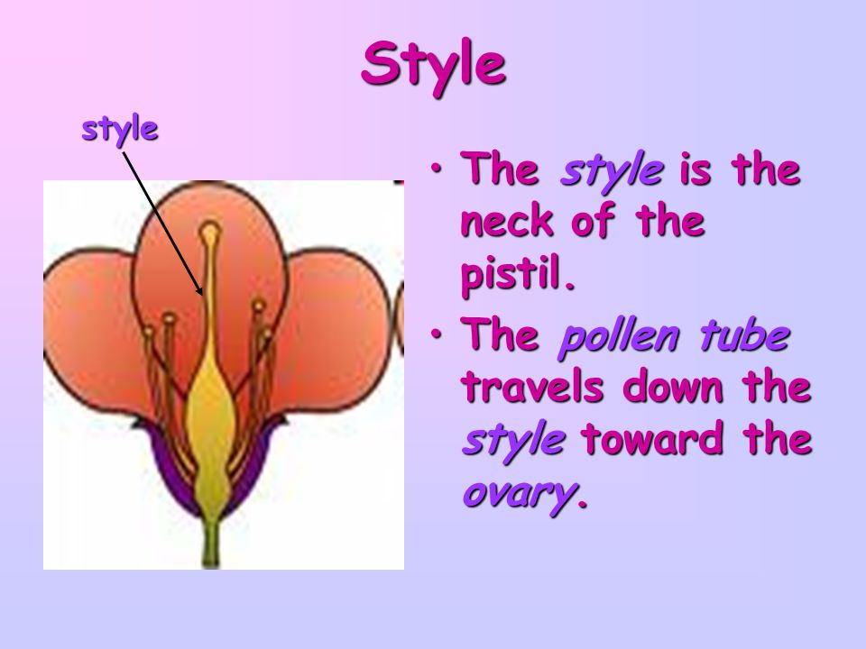 Style The style is the neck of the pistil.