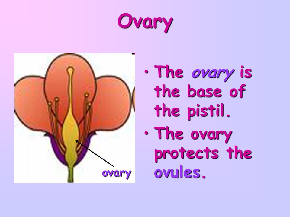 Ovary The ovary is the base of the pistil.