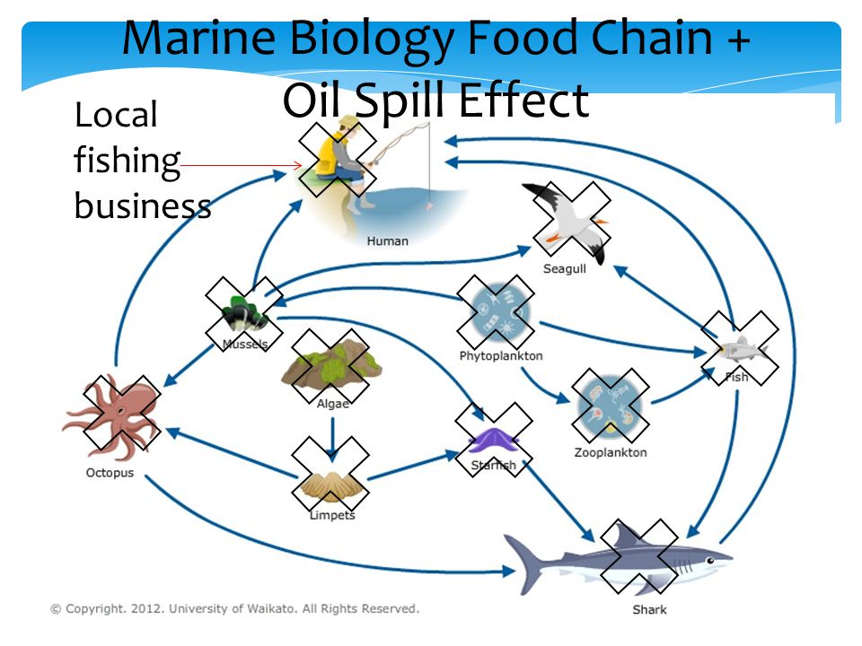 Marine Biology Food Chain + Oil Spill Effect