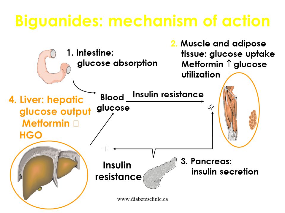Biguanides: mechanism of action