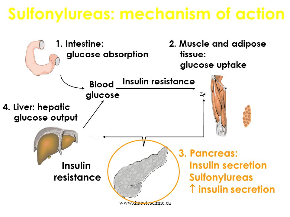 Sulfonylureas: mechanism of action