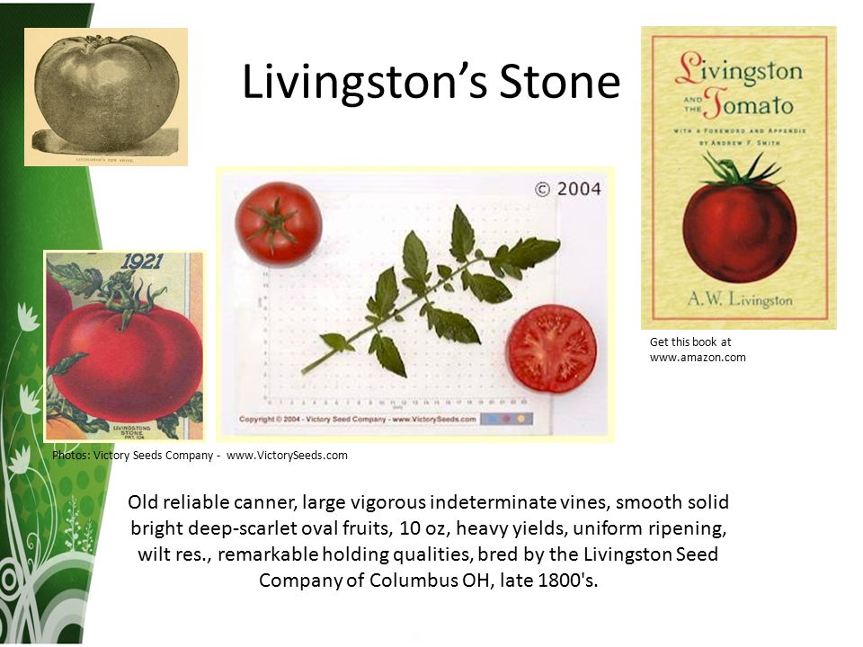 or "Honor Bright" tomato RARE HEIRLOOM 10 Seeds Livingston's Lutescent 