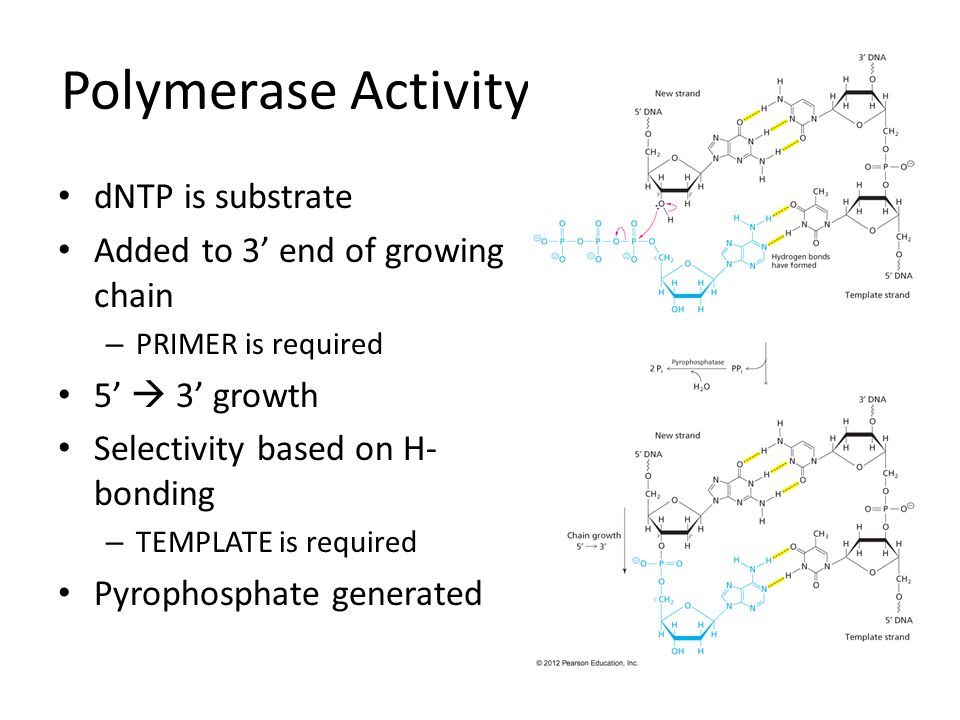 Polymerase Activity dNTP is substrate Added to 3’ end of growing chain