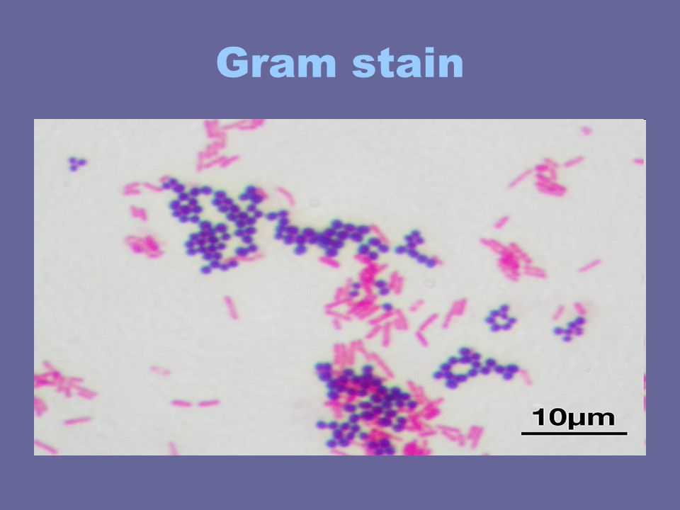 Ultrastructure of bacterial cell. Form and Function. - ppt video online ...