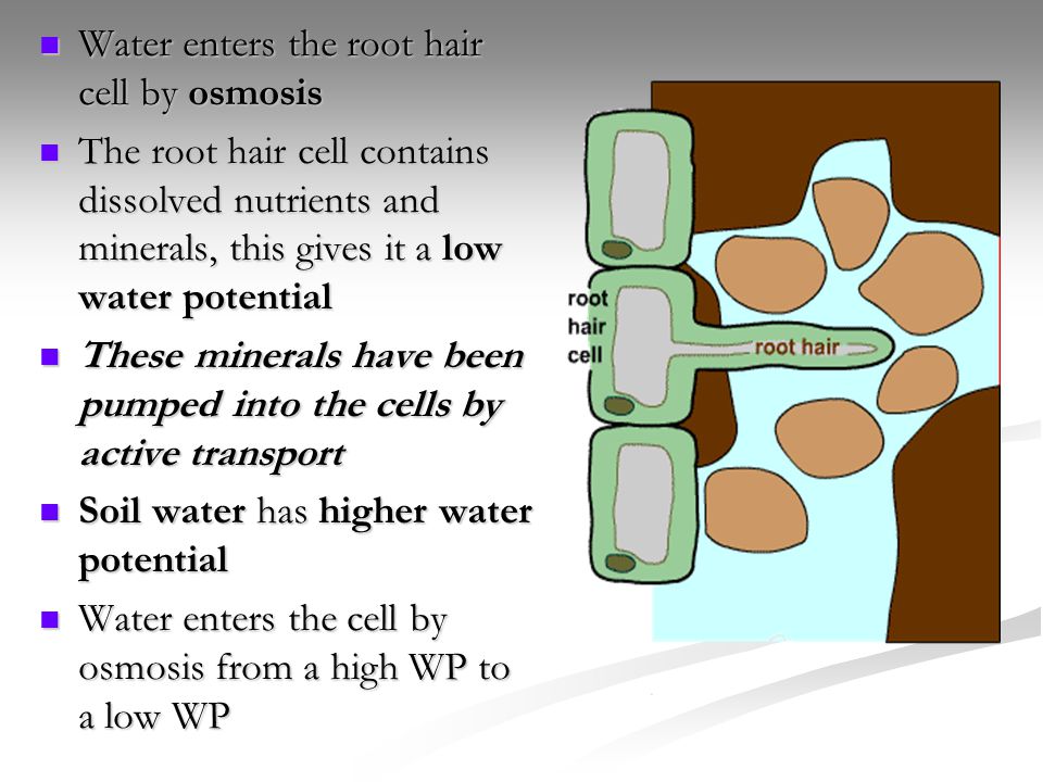 Water enters the root hair cell by osmosis